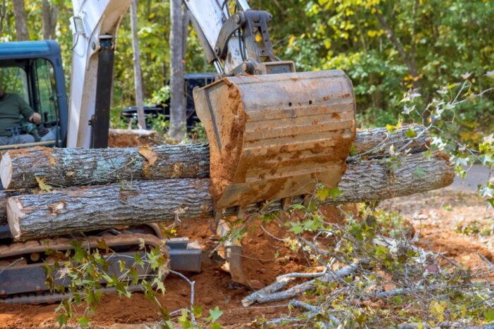 tree removal south florida